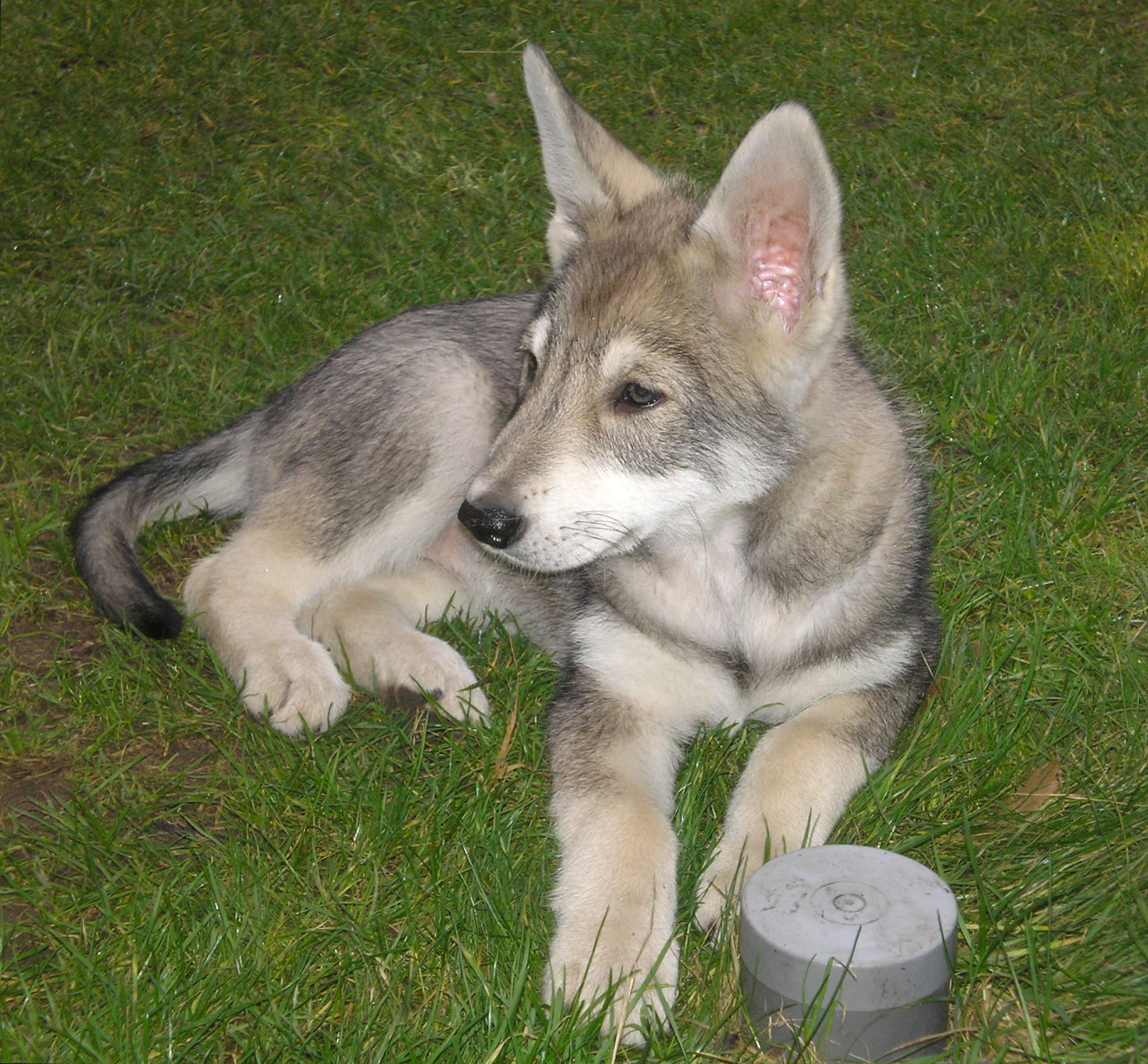 Een nieuwe pup